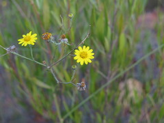 Osteospermum bolusii