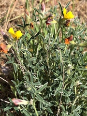 Argyrolobium zanonii