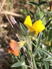 Argyrolobium zanonii