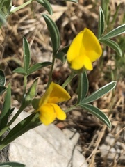 Argyrolobium zanonii