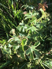 Hibiscus diversifolius