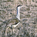 Australian Bustard - Photo (c) h_e_day, some rights reserved (CC BY-NC-ND), uploaded by h_e_day