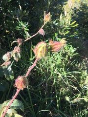 Hibiscus diversifolius