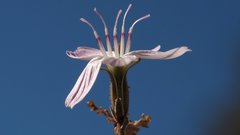 Stephanomeria exigua exigua