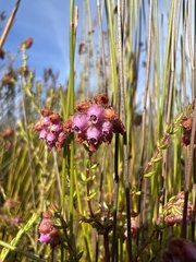 Erica clavisepala