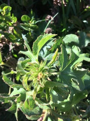 Hibiscus diversifolius