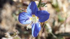 Eriastrum sapphirinum sapphirinum