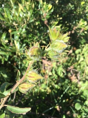 Hibiscus diversifolius