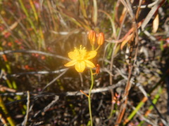 Bulbine favosa