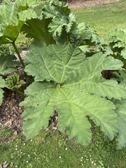 Gunnera