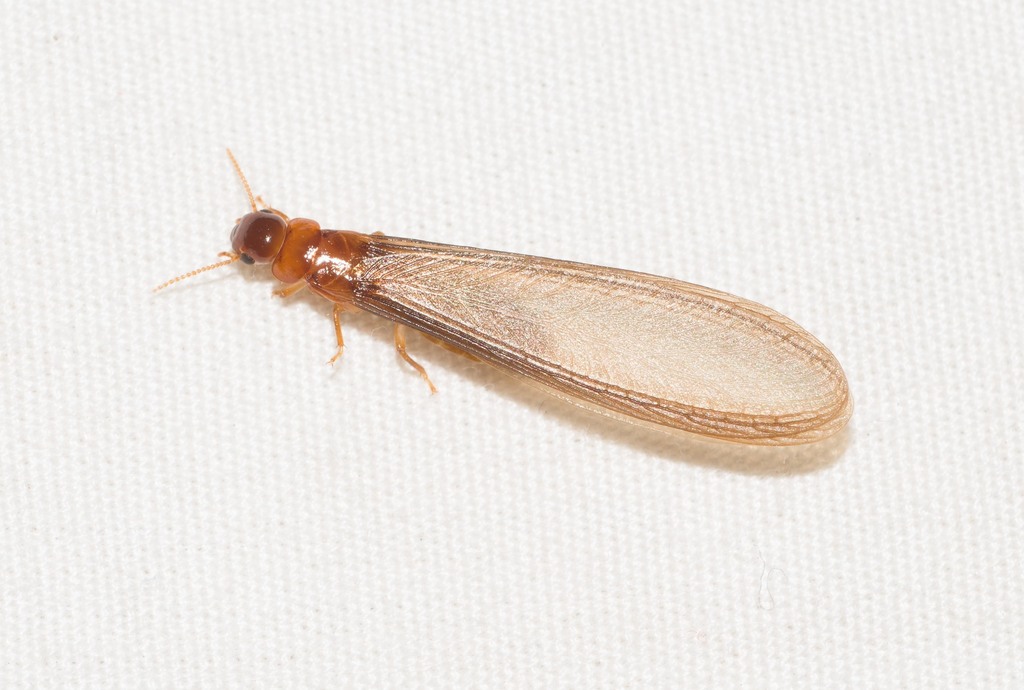 forest tree termite