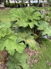 Gunnera