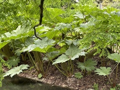 Gunnera