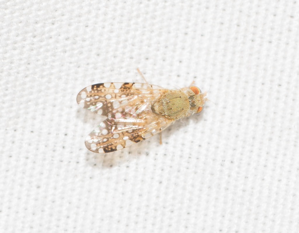 Sourbush Seed Fly