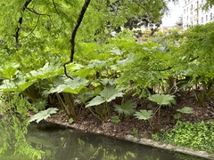 Gunnera