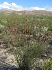 Rhodocoma arida