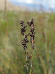 Rhodocoma arida