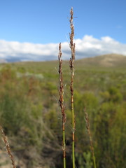 Rhodocoma arida