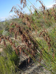 Rhodocoma arida