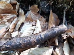 Diatrype decorticata