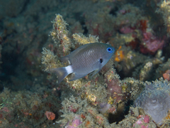 Pycnochromis delta