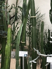 Cereus hexagonus
