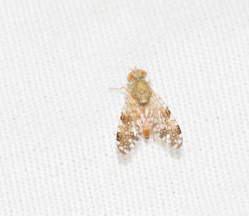 Acinia picturata observed 2022-04-30