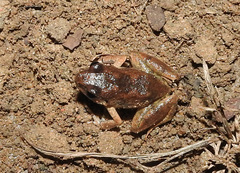 Arthroleptis poecilonotus