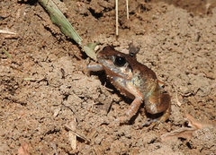 Arthroleptis poecilonotus