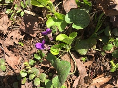 Viola odorata