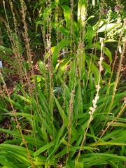 Chlorophytum bowkeri