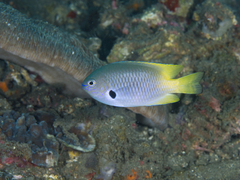 Pomacentrus nigromarginatus