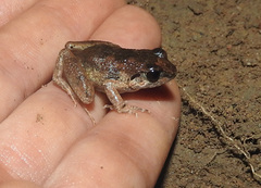 Arthroleptis poecilonotus