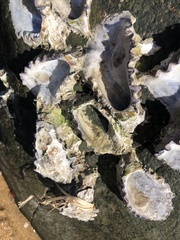 Saccostrea