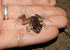 Arthroleptis poecilonotus