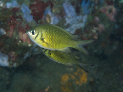 Chromis weberi