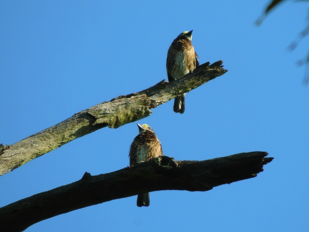 Whyte's Barbet illustration