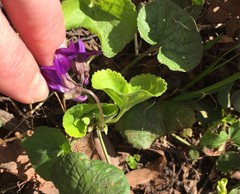 Viola odorata