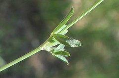 Trifolium ciliolatum