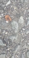 Arthropoda