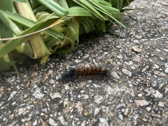 Spilarctia subcarnea