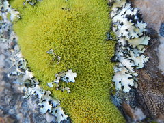 Hypodontium