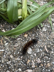 Spilarctia subcarnea