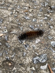 Spilarctia subcarnea