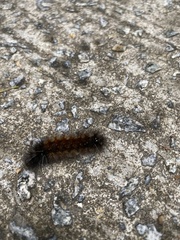 Spilarctia subcarnea