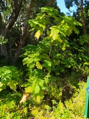 Sparrmannia africana