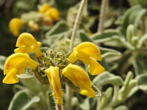 Phlomis fruticosa