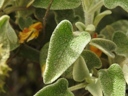 Phlomis fruticosa