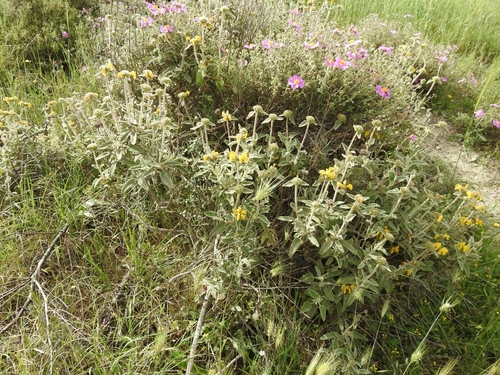 Phlomis fruticosa