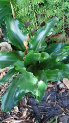 Veltheimia